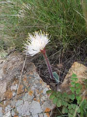 Haemanthus humilis hirsutus