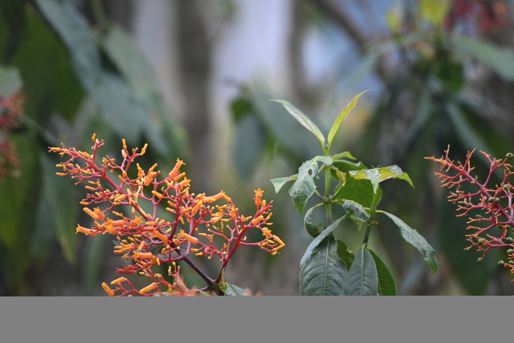 Palicourea thyrsiflora; photograph (c) Juan Cruzado Cortés, some rights reserved (CC BY)