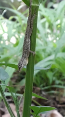 Anolis aeneus