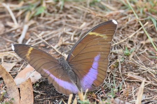 Common Blue-banded Forester