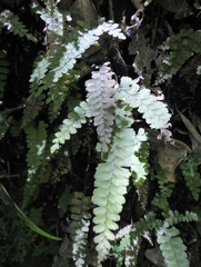 Adiantum diaphanum