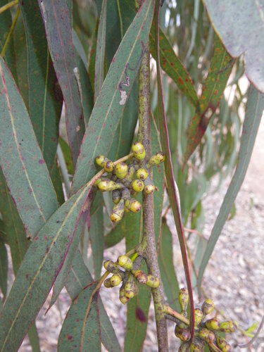 Hillgrove Gum (Eucalyptus michaeliana)