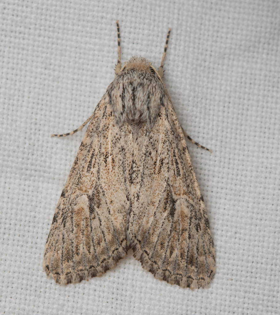 Scythocentropus eberti