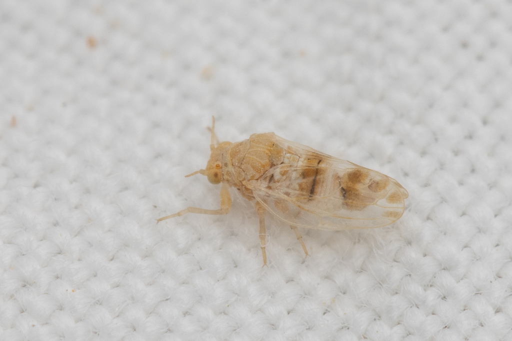 Caillardia