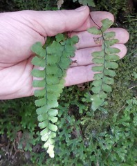 Adiantum diaphanum