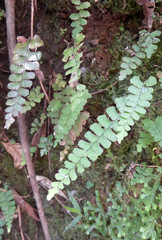 Adiantum diaphanum