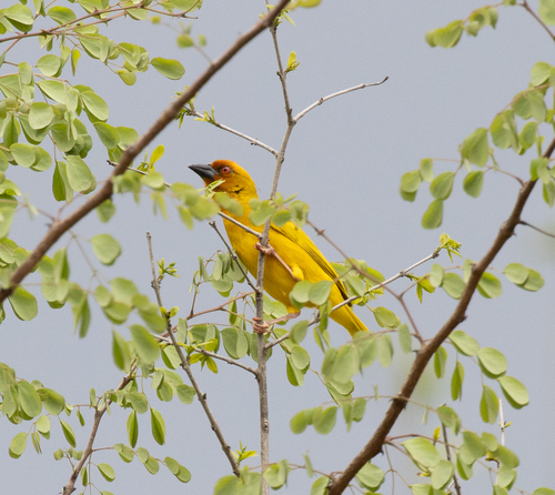 African Golden-Weaver