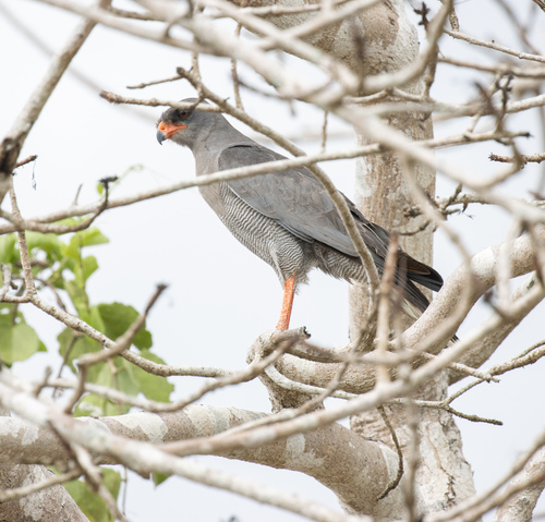 Dark Chanting-Goshawk