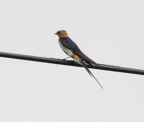 Lesser Striped Swallow