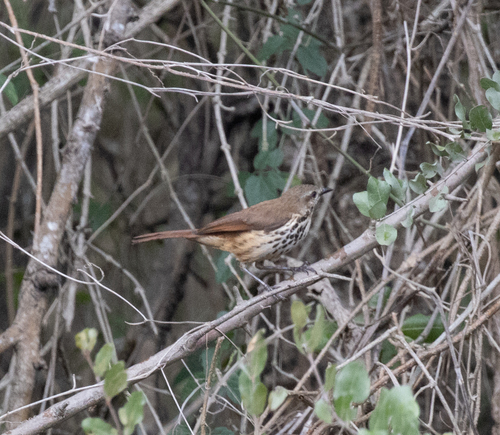 Spotted Morning-Thrush
