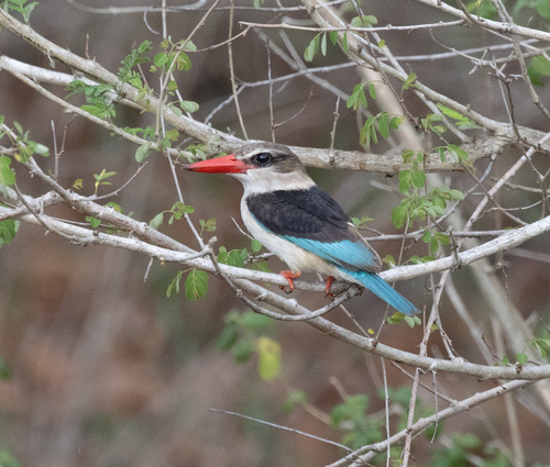 Brown-hooded Kingfisher