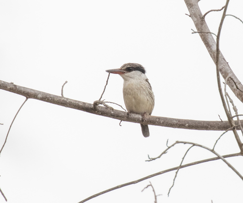 Striped Kingfisher