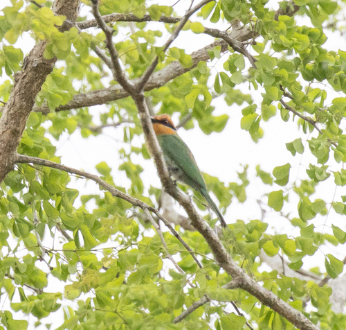 Böhm's Bee-eater