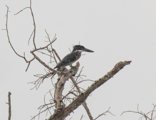 Giant Kingfisher