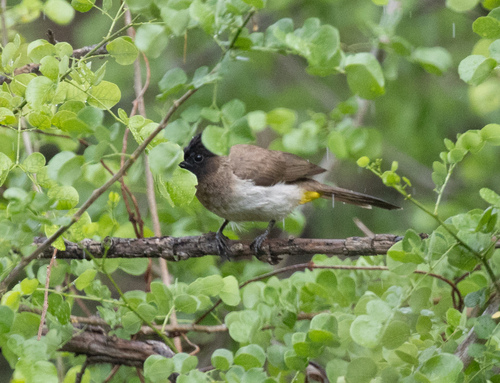 Common Bulbul