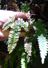 Adiantum diaphanum