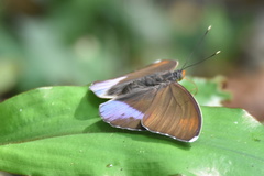 Euphaedra eupalus