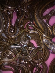 Helicops infrataeniatus