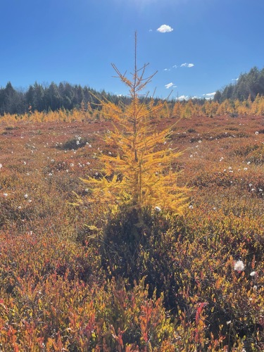 Tamarack (Larix laricina)