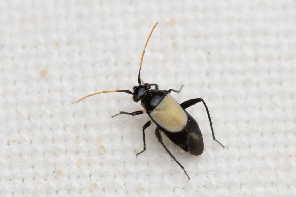 Auchenocrepis alboscutellata