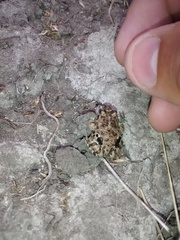 Pleurodema bufoninum