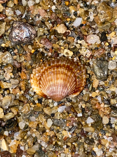 Acanthocardia tuberculata