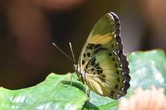 Euphaedra phaethusa phaethusa