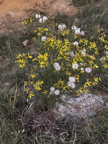 Senecio riddellii, photograph 6
