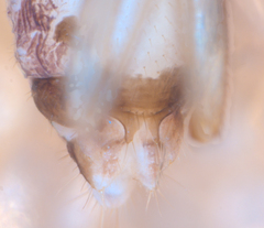 Propsocus pulchripennis