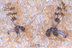 Propsocus pulchripennis