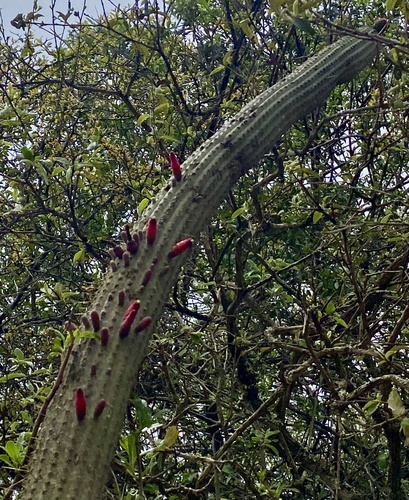Cleistocactus parviflorus, photograph 4