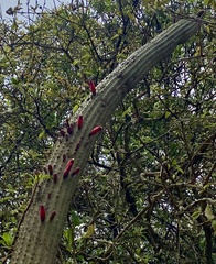 Cleistocactus parviflorus, photograph (c) Raquel Mondino, some rights reserved (CC BY)
