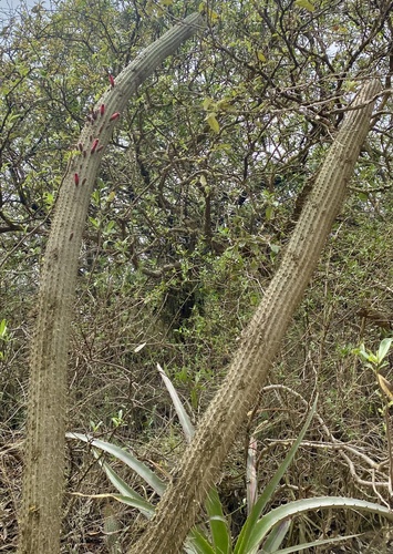 Cleistocactus parviflorus, photograph 5