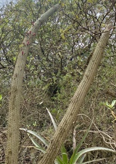 Cleistocactus parviflorus, photograph (c) Raquel Mondino, some rights reserved (CC BY)