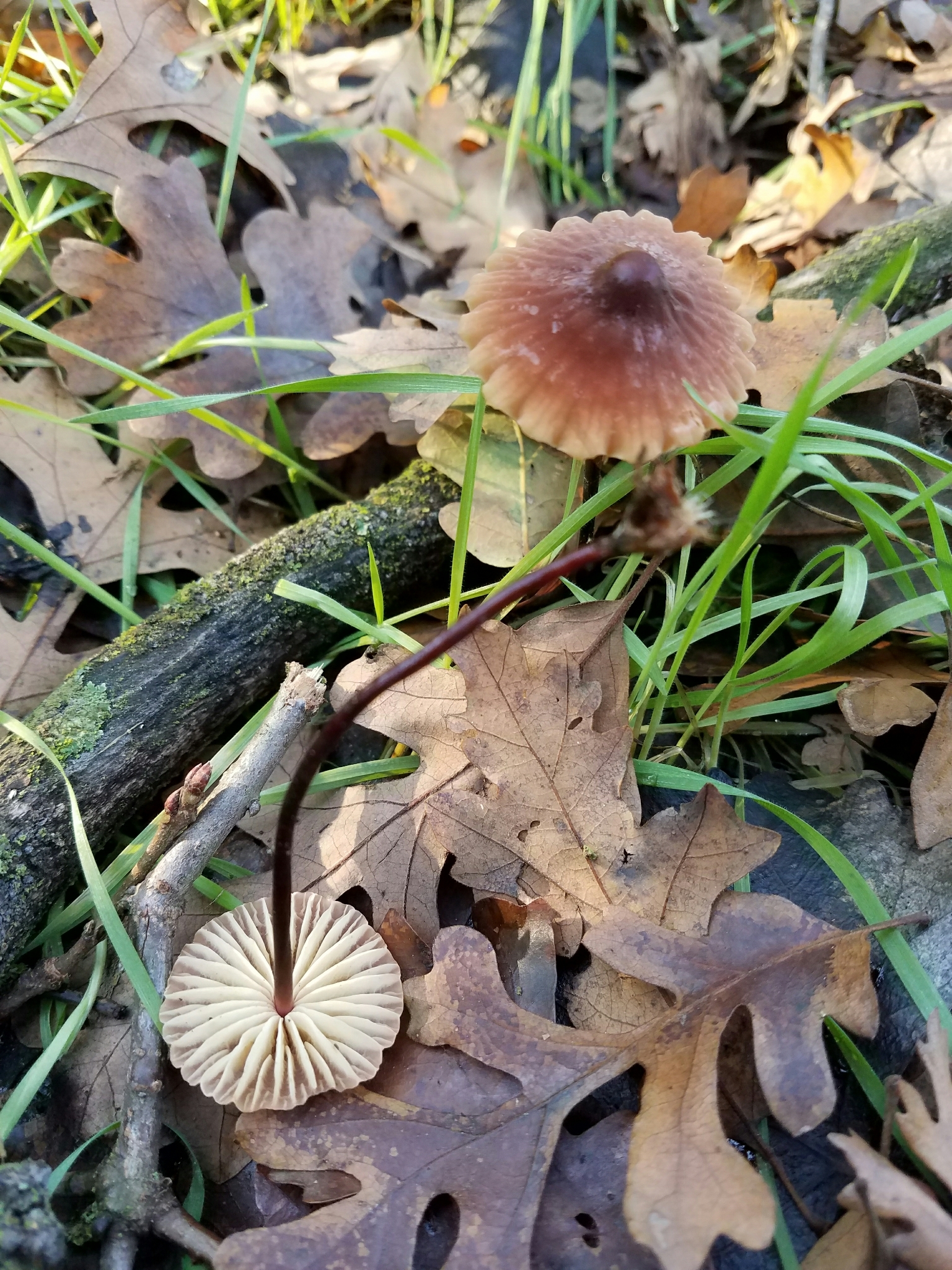 Marasmius plicatulus image