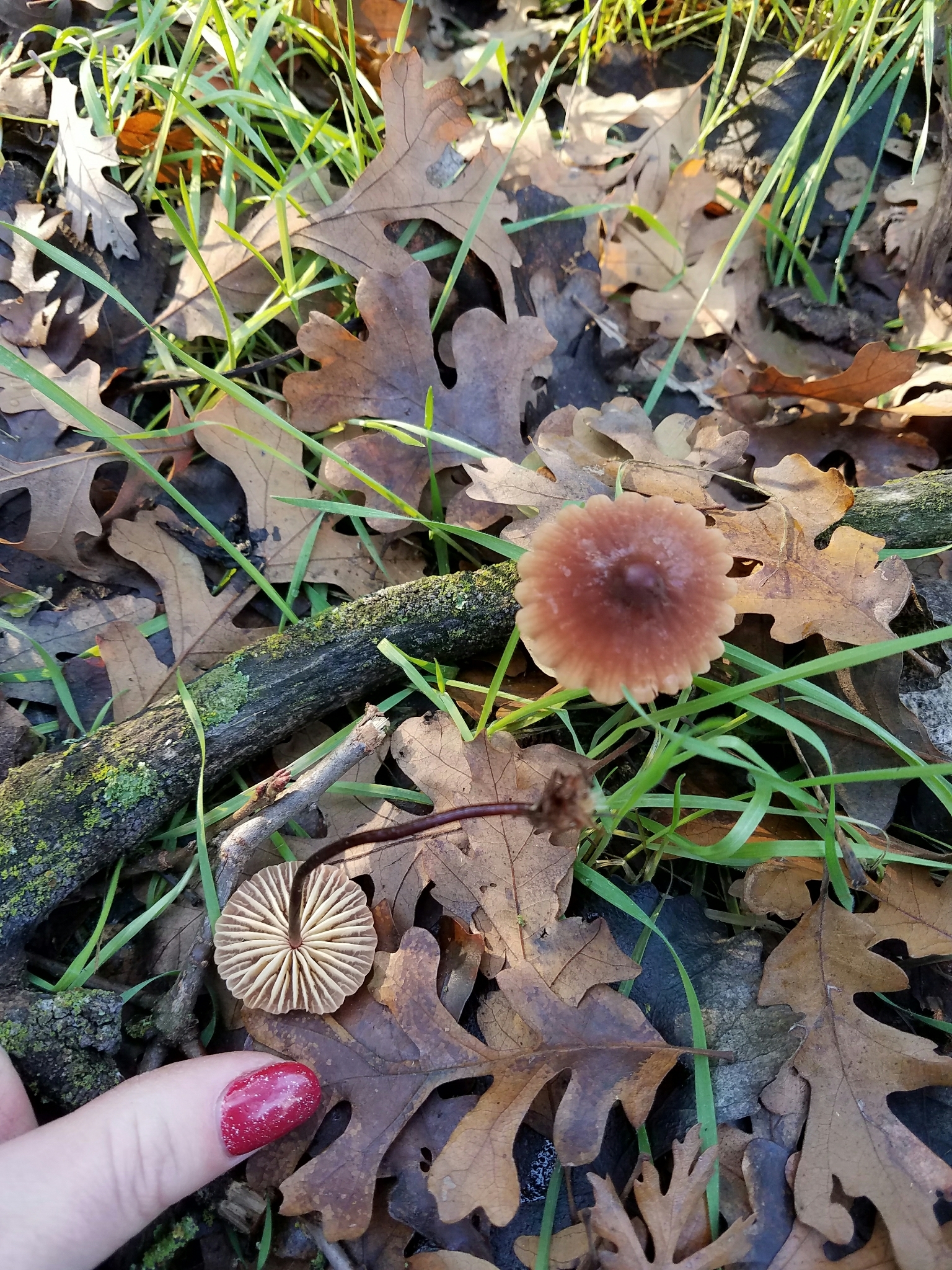 Marasmius plicatulus image
