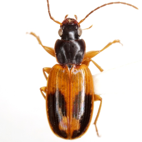 Badister elegans LeConte, 1880