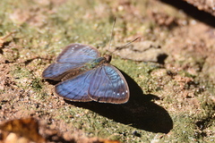 Euriphene
