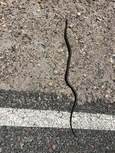 Peninsula Brown Snake sighting