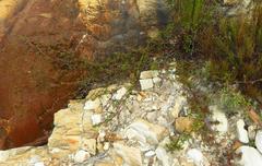 Cliffortia ferruginea