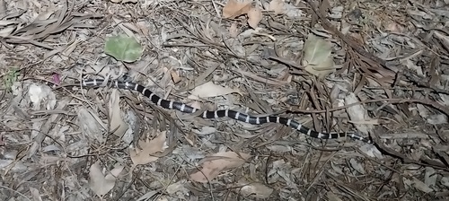 Eastern Bandy Bandy sighting