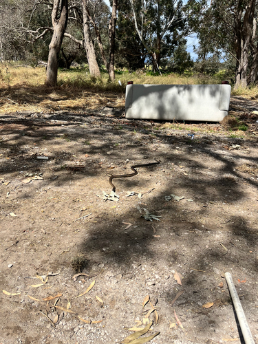 Mainland Dugite sighting