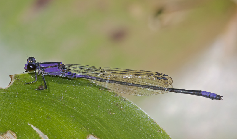 Purple Bluet