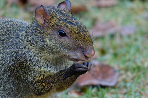 Azara's Agouti
