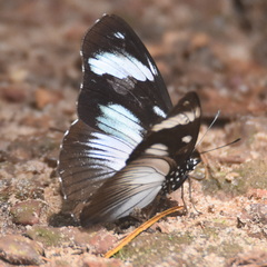 Hypolimnas anthedon anthedon