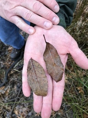Alnus maritima oklahomensis