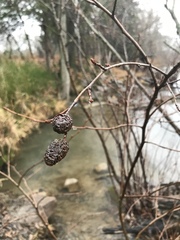 Alnus maritima oklahomensis