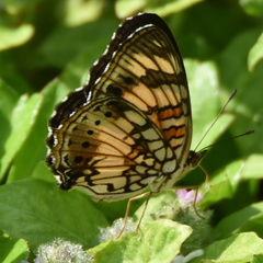 Junonia sophia sophia
