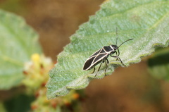 Ochrostomus pulchellus