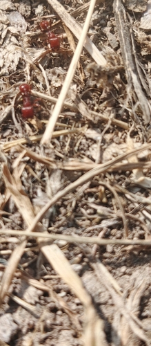 Red harvester ant
